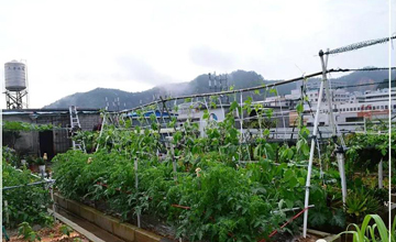 聽(tīng)說(shuō)了嗎，多米居然開(kāi)始搞副業(yè)了？