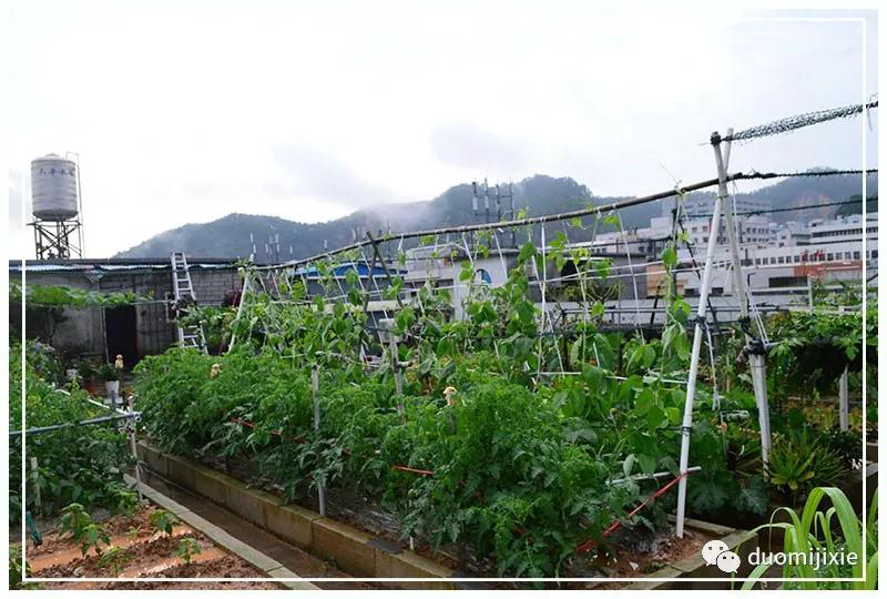 聽說了嗎，多米居然開始搞副業(yè)了？