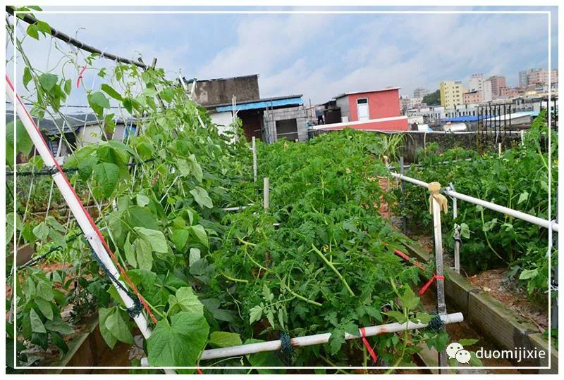 聽說了嗎，多米居然開始搞副業(yè)了？