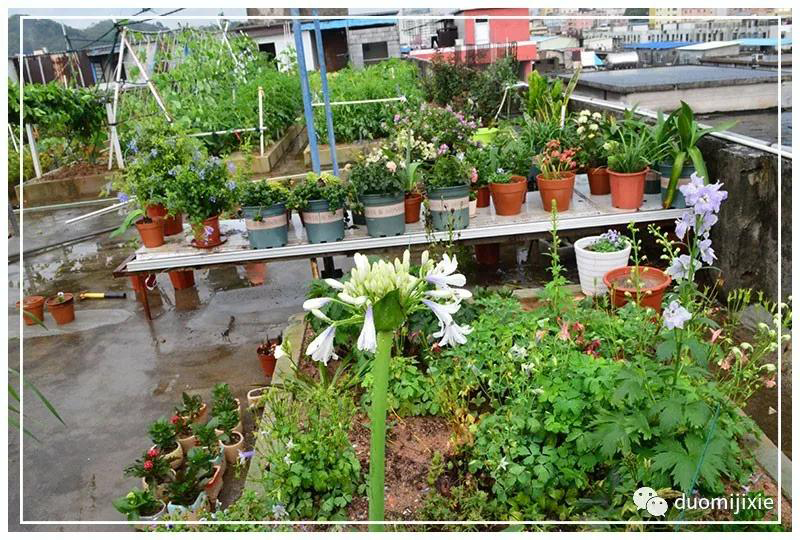 聽說了嗎，多米居然開始搞副業(yè)了？